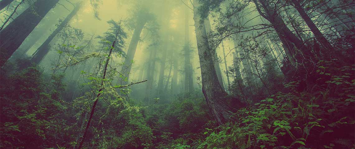FotopuĹ‚apki polecane dla NadleĹ›nictw i ParkĂłw Narodowych
