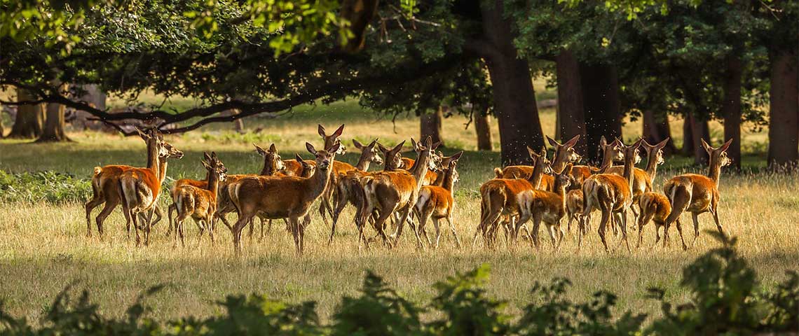 ZdjÄ™cia z fotopuĹ‚apek